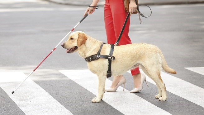Guide dog helping its handler cross the street.