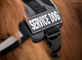 Close-up of a service dog harness labeled : SERVICE DOG.